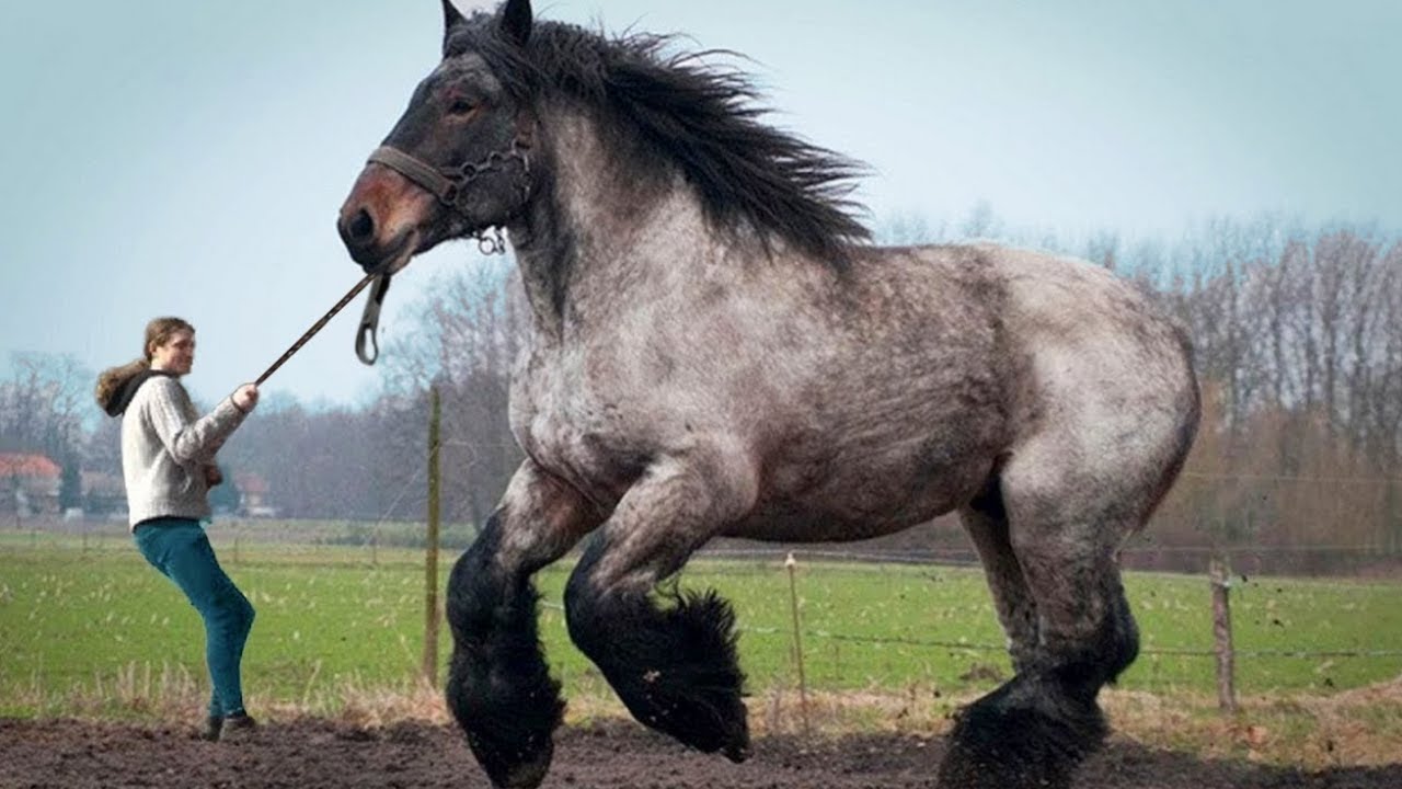 Misbruik opladen Barmhartig 9 Grootste Paarden ter Wereld - YouTube