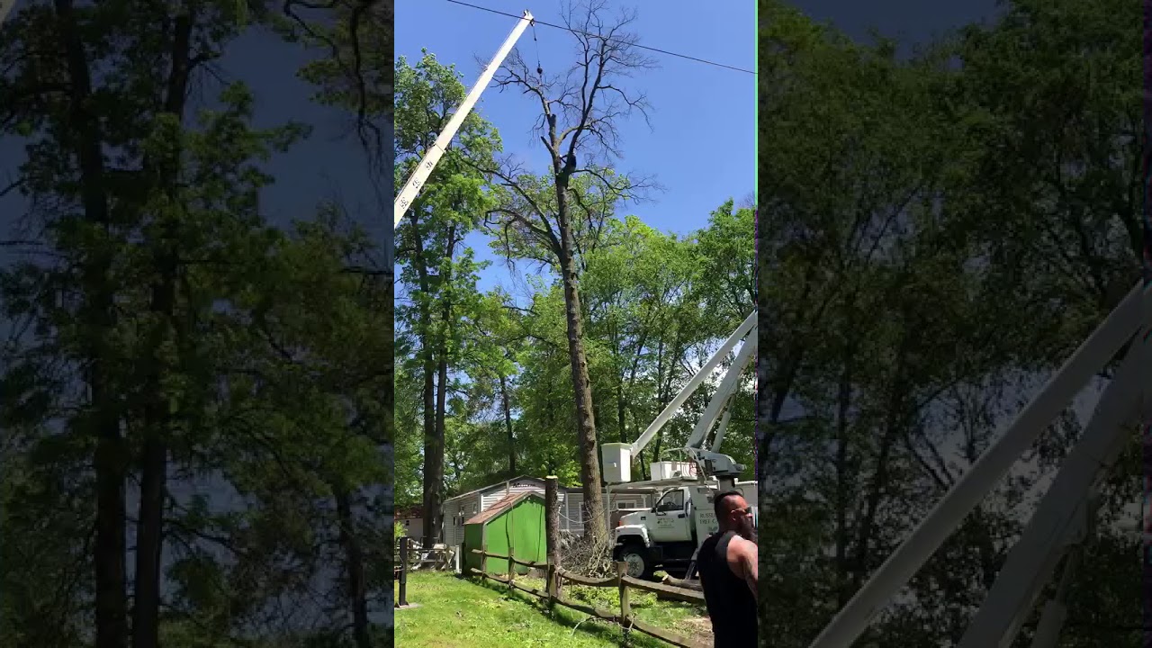 Services Demotte In Russell S Tree Care Services Inc