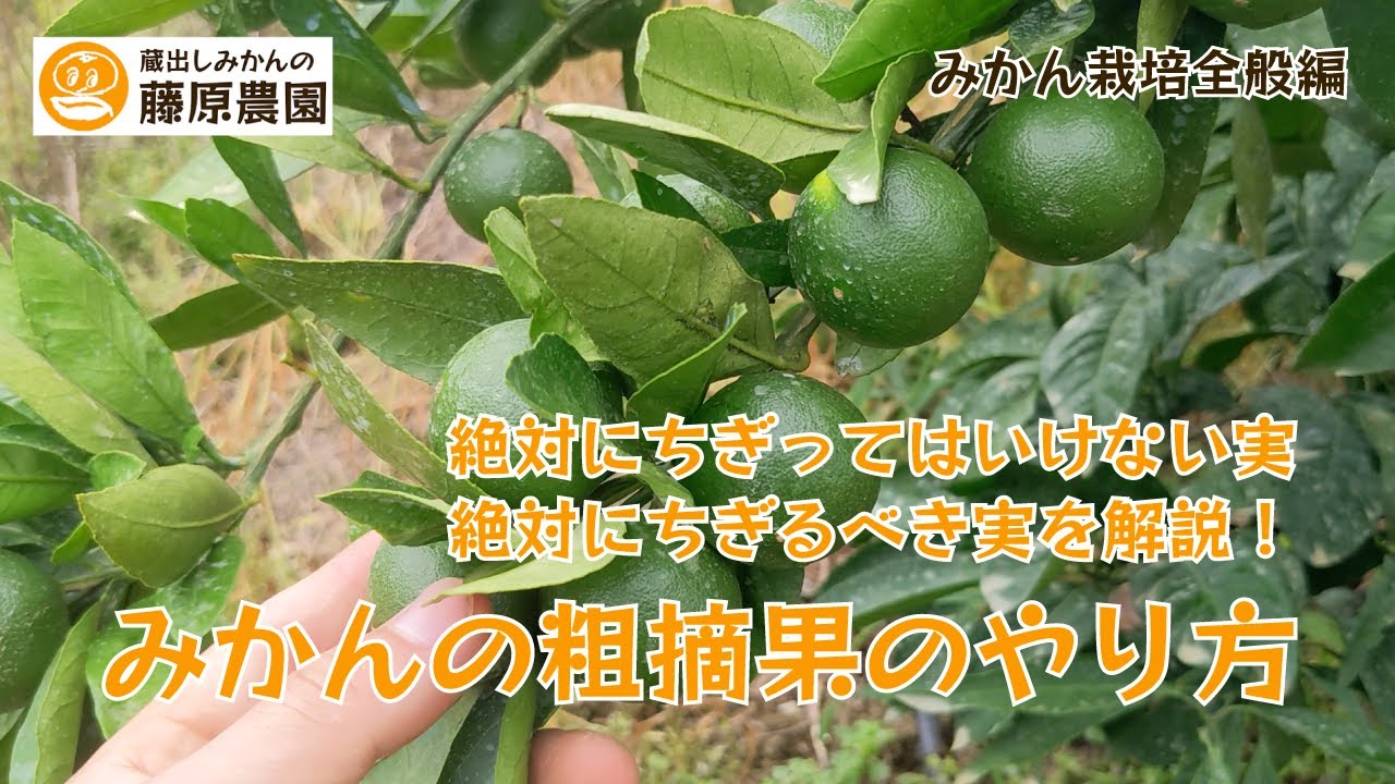 みかんの粗摘果のやり方～粗摘果（あらてっか）の時期やちぎる量の目安を解説します～