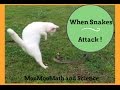 MooMooMath Video Response Analysis