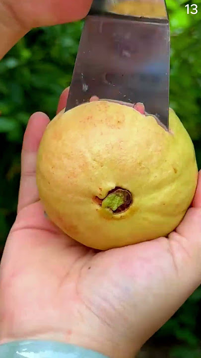 Cara mudah membuka buah jambu biji merah menggunakan alat unik #shorts