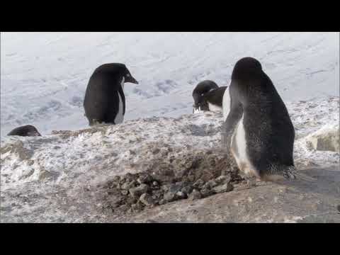 Hırsız Penguen - Kısa Belgesel