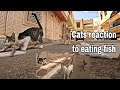 Street cats run towards me when they see me hoping to get some help