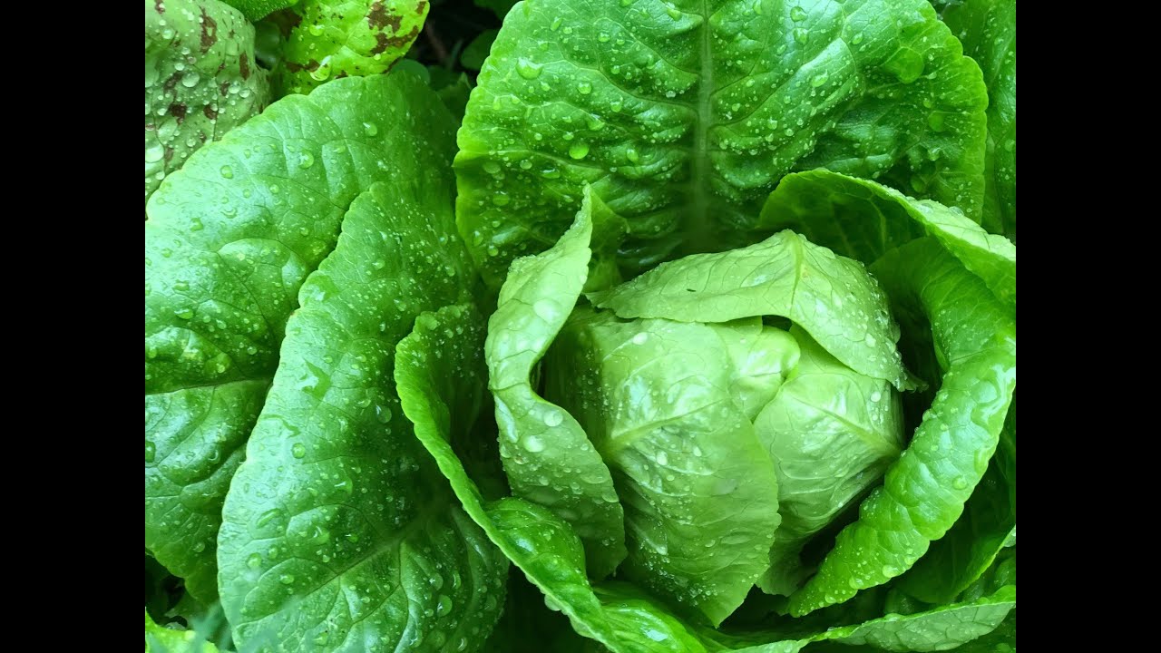 Plato ll Romaine Lettuce Early & BoltResistant YouTube