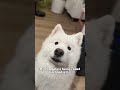 My dog reacting to "good girl"! #samoyed #lovestory