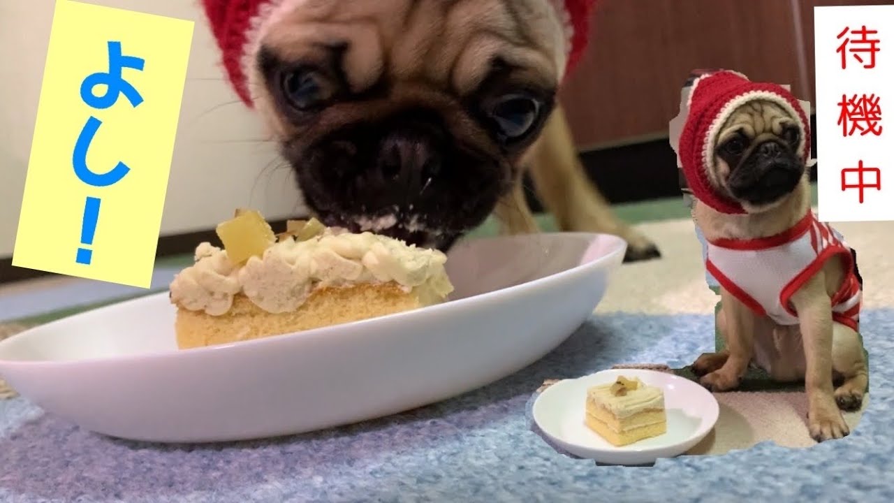 生後5ヶ月のパグに初めてのクリスマスケーキをあげたら凄い喜んでくれた つむぎ Youtube