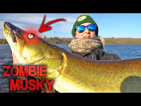 Video: Het Lake Michigan muskies?