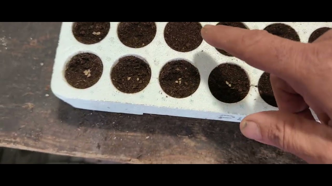 Semina pomodoro passo dopo passo