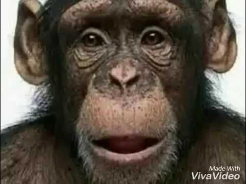 Азербайджанский меймун. Маймун маймун обезьяны. Меймун на армянском. Меймун макаки. Азербайджанская обезьяна.