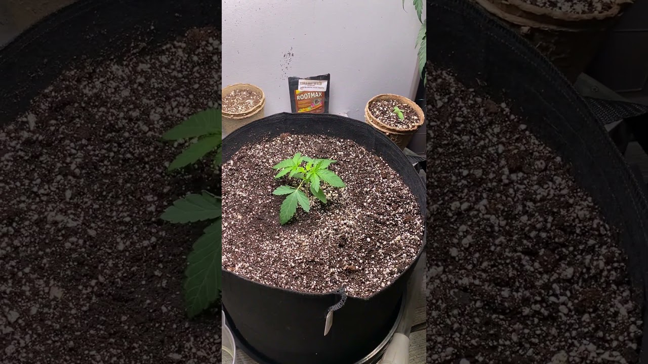 Mars Hydro TS1000 closet grow. A Canadian Grower