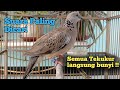 Suara burung TEKUKUR GACOR ampuh untuk pancingan tekukur bahan yang malas bunyi #tekukurgacor