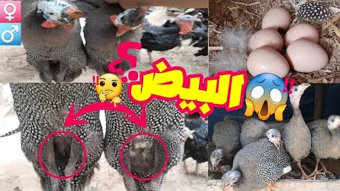 تحميل الدجاج الحبشي الفرق بين الذكر والانثى