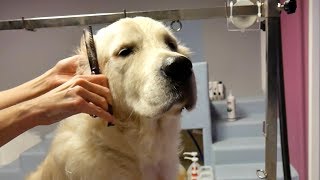 Grooming Guide  How to Groom a Golden Retriever #45