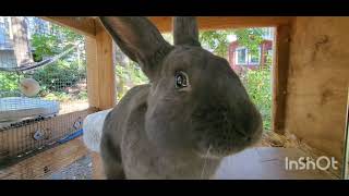 American Blue Rabbit check out our diy rabbit hutch and our bunnies. American rabbit diy bunny