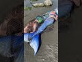 Two Real Mermaids washed up on the beach?! 😨 is one still moving?? #realmermaid