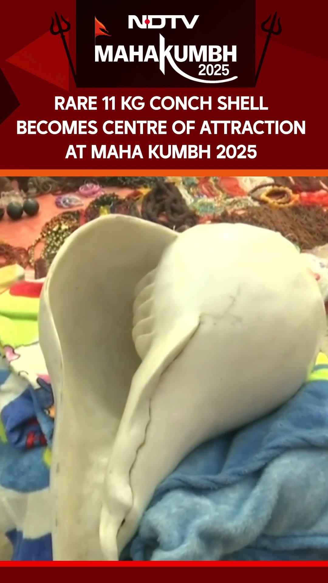 Rare 11 kg 'Vishnu Shankh' Conch Shell Becomes Centre of Attraction at Maha Kumbh 2025