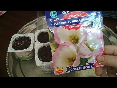 Video: How to grow eustoma from seeds at home