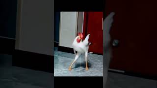 Hen hook step #ytshorta #youtubeshorts #trendingshorts #funny #trendingshortsvideo