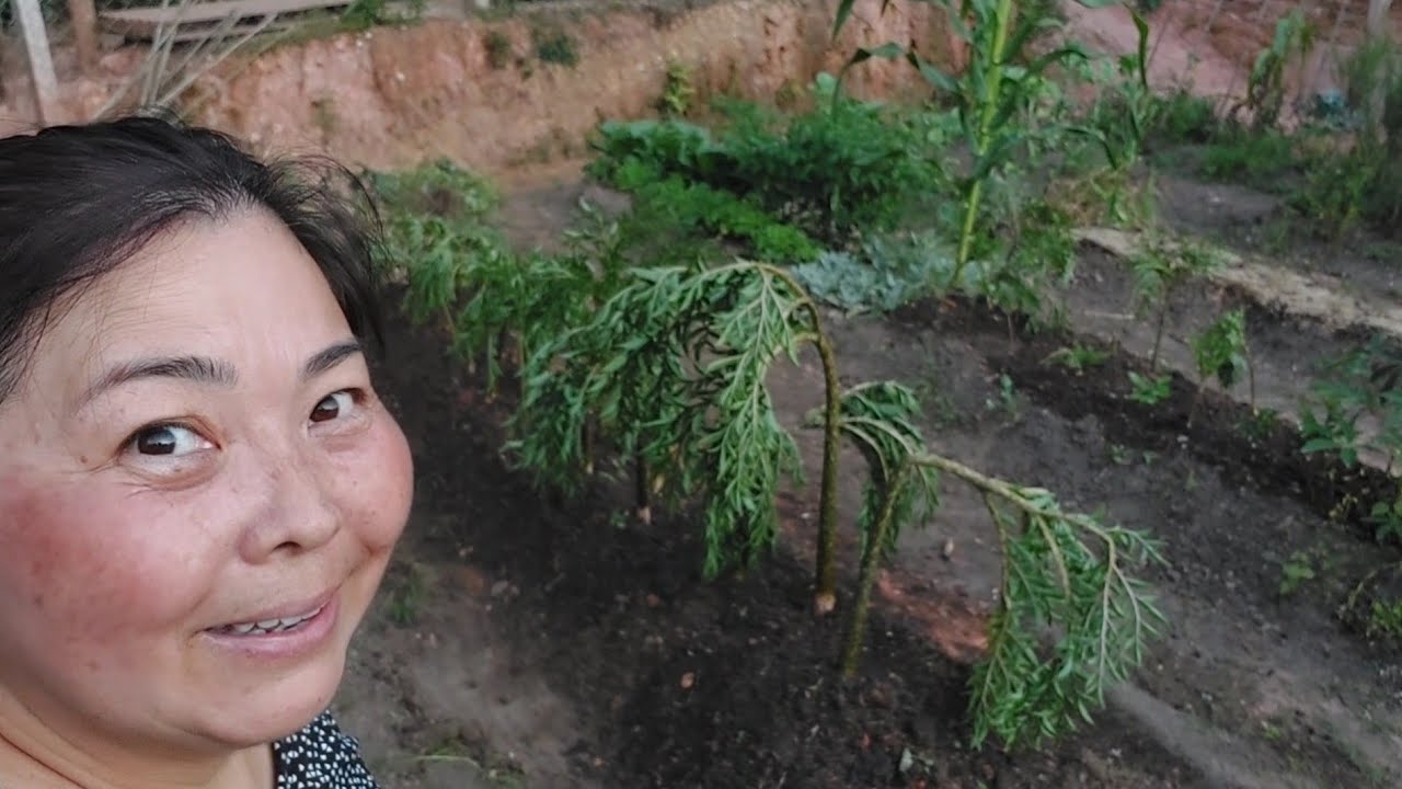 PLANTANDO KONNYAKU ou KONJAC (batata especial para fazer konnyaku )muito usado na culinária japonesa