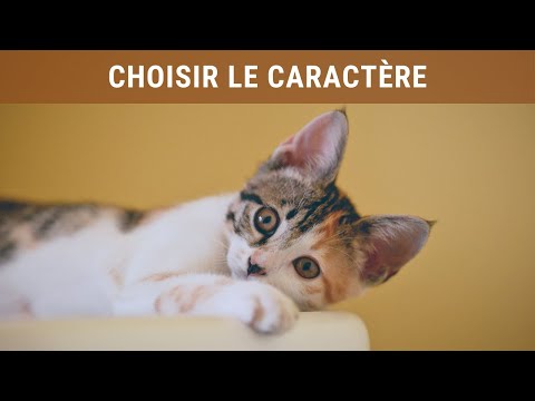 Vidéo: Comment Choisir Un éleveur De Chats Expérimenté