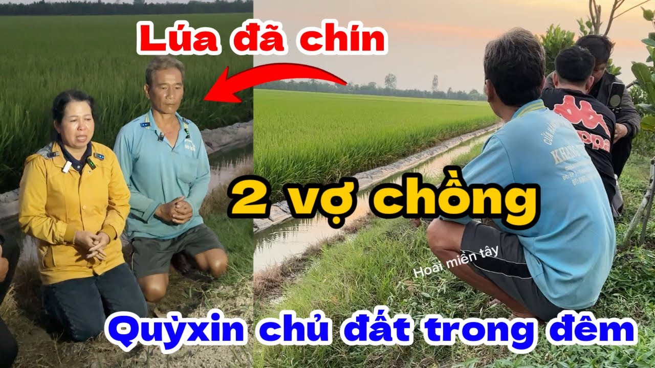 TIỀN GIANG “ lúa đã chín 2 vợ chồng qùyxin chủ đất trong đêm chỉ vì điều