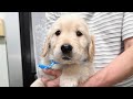 【発表!】子犬の名前が決定いたしました!