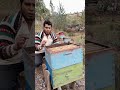 técnicas para quelas abejas no piquen #apiculturamacizo #bee #abejas #beefood