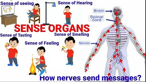 #SENSE ORGANS#CLASS:4#SENSES OF TOUCH AND SMELL#GOOD TOUCH AND BAD TOUCH#