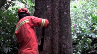 Download Lagu FSC - Ons bos heeft toekomst! MP3 Download Lagu FSC - Ons bos heeft toekomst! MP3