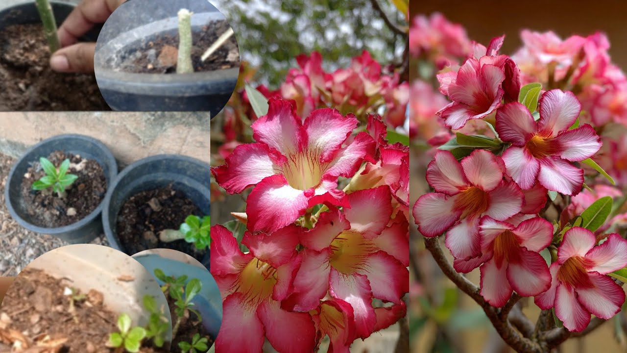 അഡീനിയം പെട്ടെന്ന്റിസൾട്ട് കിട്ടുന്ന  വളം/അഞ്ചു ദിവസങ്ങൾ മതി ചെറിയ തണ്ടിൽ വരെയും പൂക്കൾ/Garden tips 