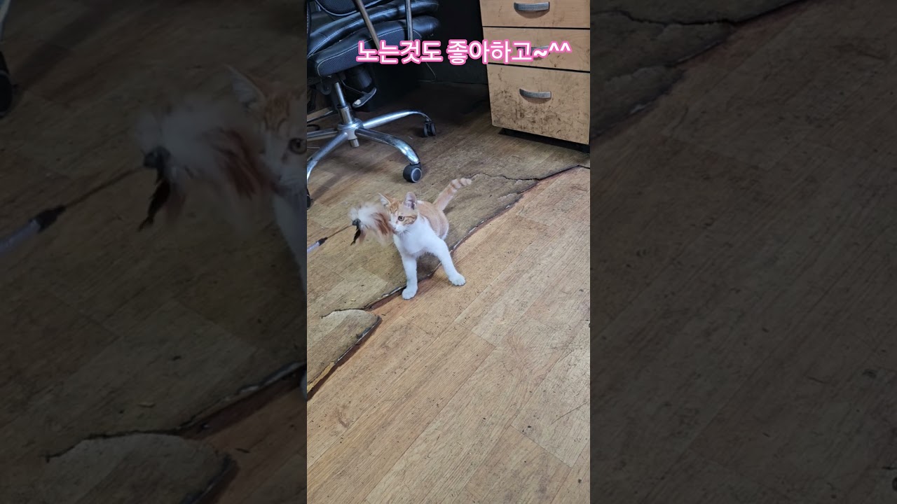 덕순이네 가족 #율무 #삼형제집사 #휴무 #부산강서구