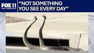 2 rattlesnakes get into 'combat dance' in Thousand Oaks