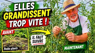 Mes tomates poussent très vite : voilà ce qu’il faut absolument faire maintenant