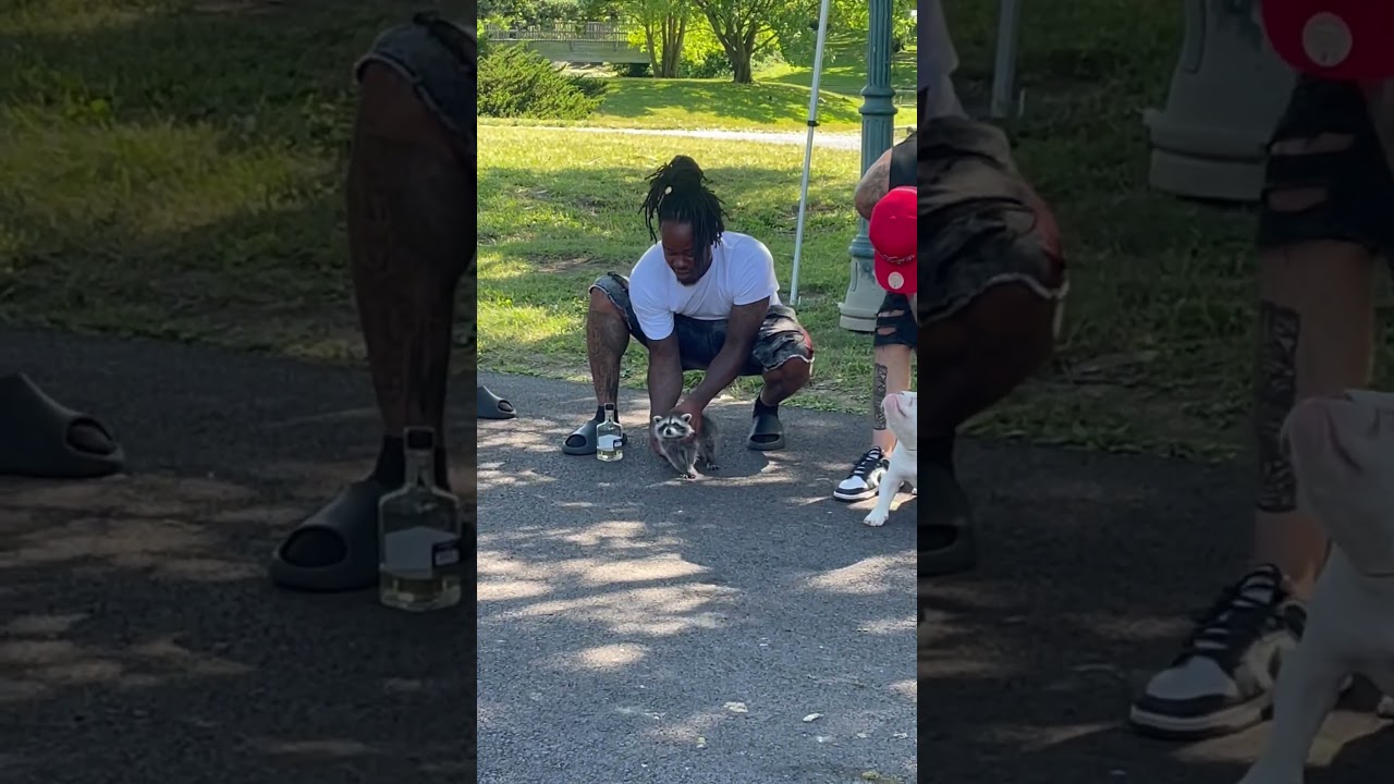He brought a racoon to my dog show 😂