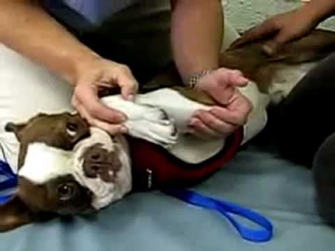 Cal Animal Rehab Tripawds Interview Interview #1