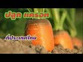 ปลูกแครอท วิธีการปลูกแบบละเอียด ผักสวนครัว Koy garden