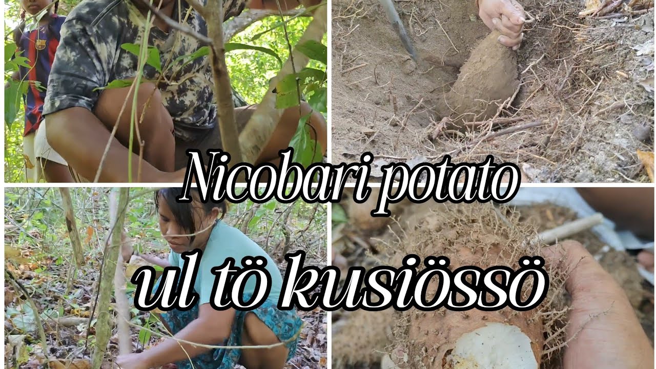We collect wild Dioscorea esculenta potatoes in the jungle CN #carnicobarvlogs #carnicobar #Nicobari