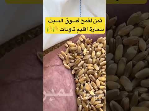 ثمن لقمح فسوق السبت سمارة اقليم تاونات