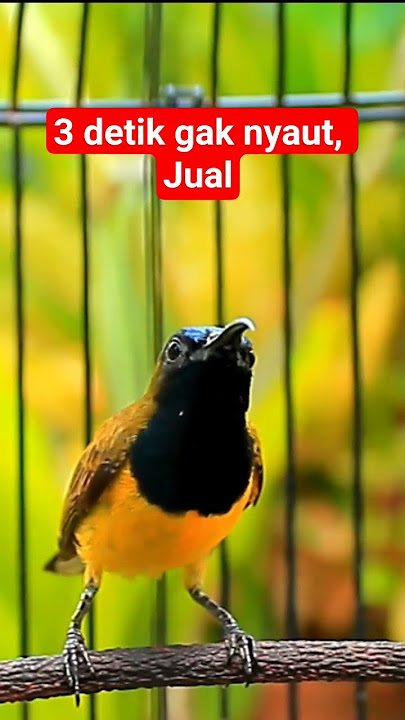 3 detik gak NYAUT, JUAL AJA SOGON GACOR MU #sogongacor #sogongacorngobra #sogon #sogonnembak