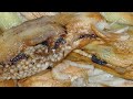 سلطة الاسود السودانية البيضاء الباذنجان المشوي