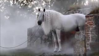 Великолепный белоснежный конь! Потрясающая лошадь!