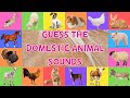 Guess The Domestic Animal Sounds For Kids | 4K
