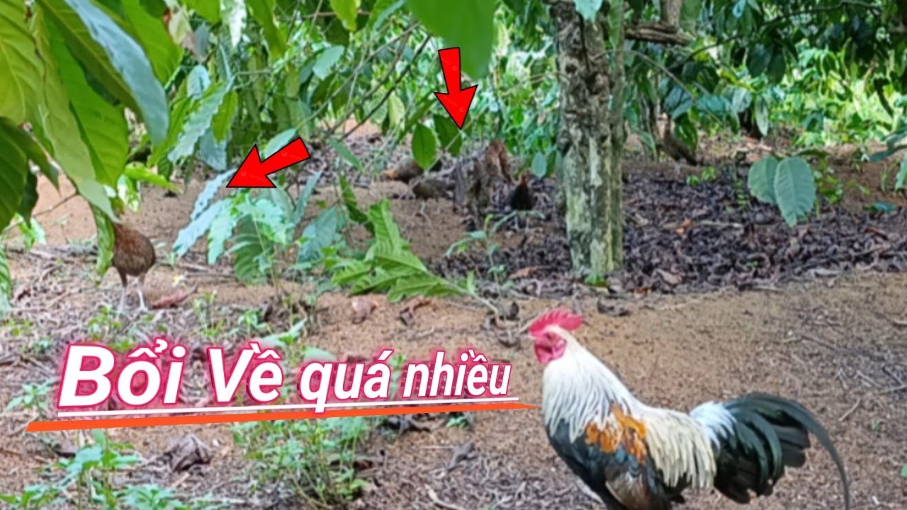 Bẫy Gà Rừng Cuối Mùa Kèo Bổi Về Một Bày 7 Con@MạnhGàtv