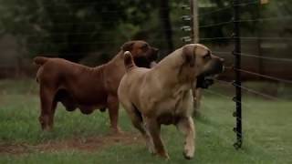 One of the Best Boerboels Ever? Mes Bite The Bullet (93.8%)
