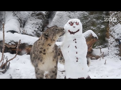 Pitävätkö ahma, lumileopardi ja tiikeri lumiukoista?