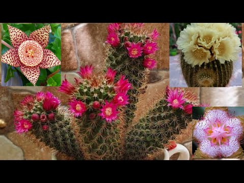 أجمل أزهار الصبار مع تشكيلة من أروع أزهار صبار نجمة البحر سبحان الخالق