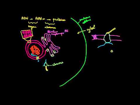 Reticulum endoplasmique et corps de Golgi