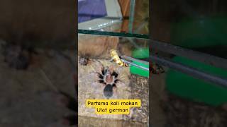 Makan Ulat German #tarantula #arachnida #feeding