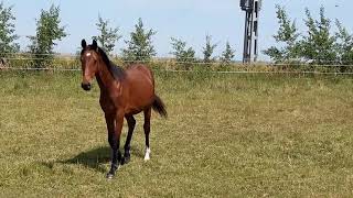 Defoe Och Zigge 12 Månader