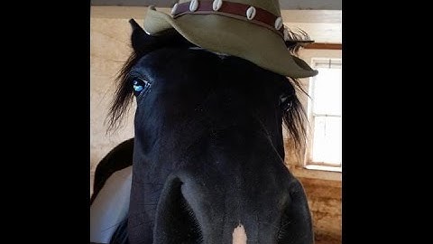 Scout at Liberty with Mounting Block